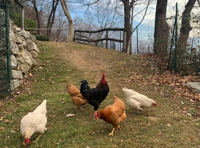 Il Riccio Cernobbio